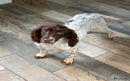 English Springer Spaniel dogs for sale: 2 1/2 year old Springer Bitch - Image 1