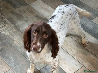 English Springer Spaniel dogs - Advert 29