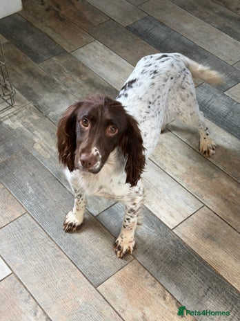 English Springer Spaniel dogs - Advert 2