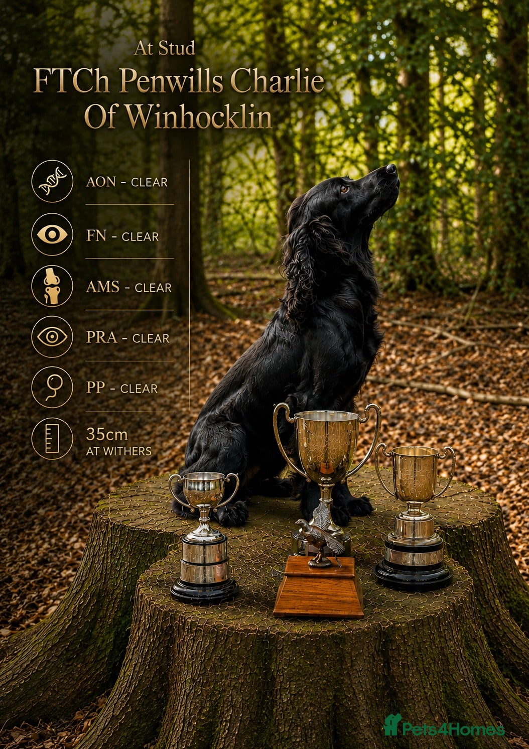 Cocker Spaniel dogs FTCh Penwills Charlie of Winhocklin  - Advert 2