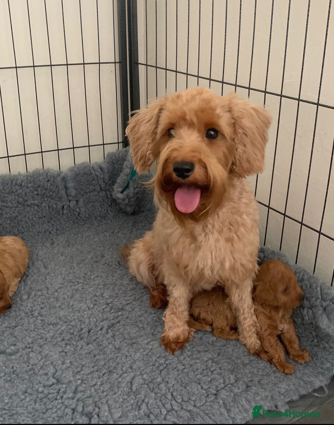 Schnoodle dogs for sale: Schnoodle puppies  - Advert 10