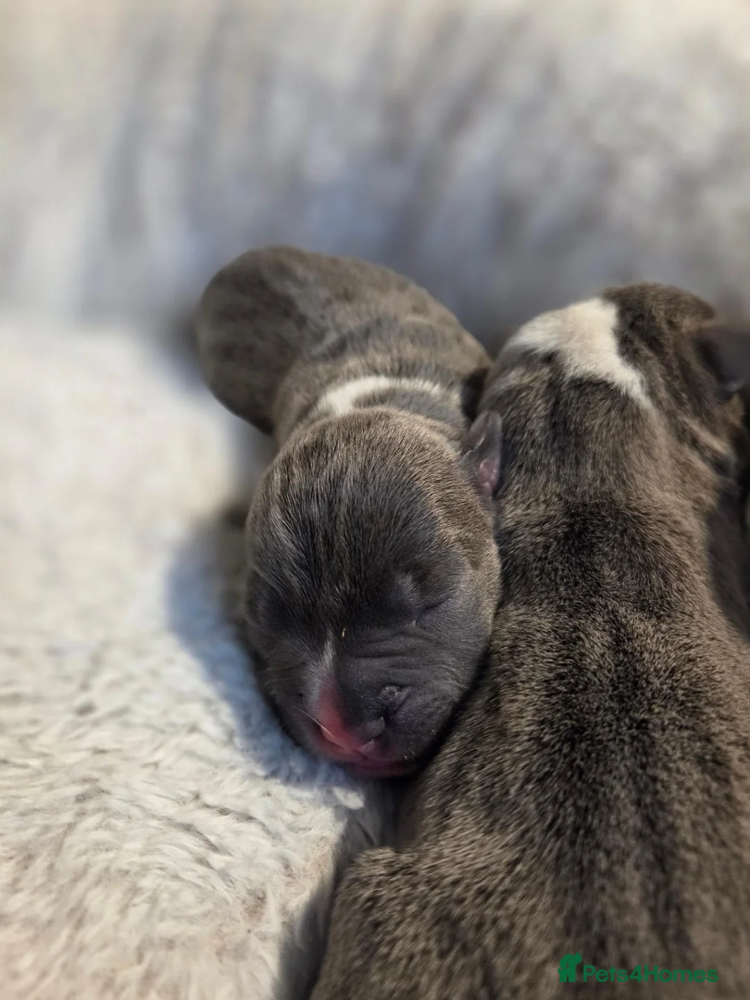 Staffordshire Bull Terrier dogs for sale: Beutiful Staffordshire pups - Advert 7