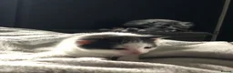 Mixed Breed cats for sale: Kittens for sale  - Advert 2