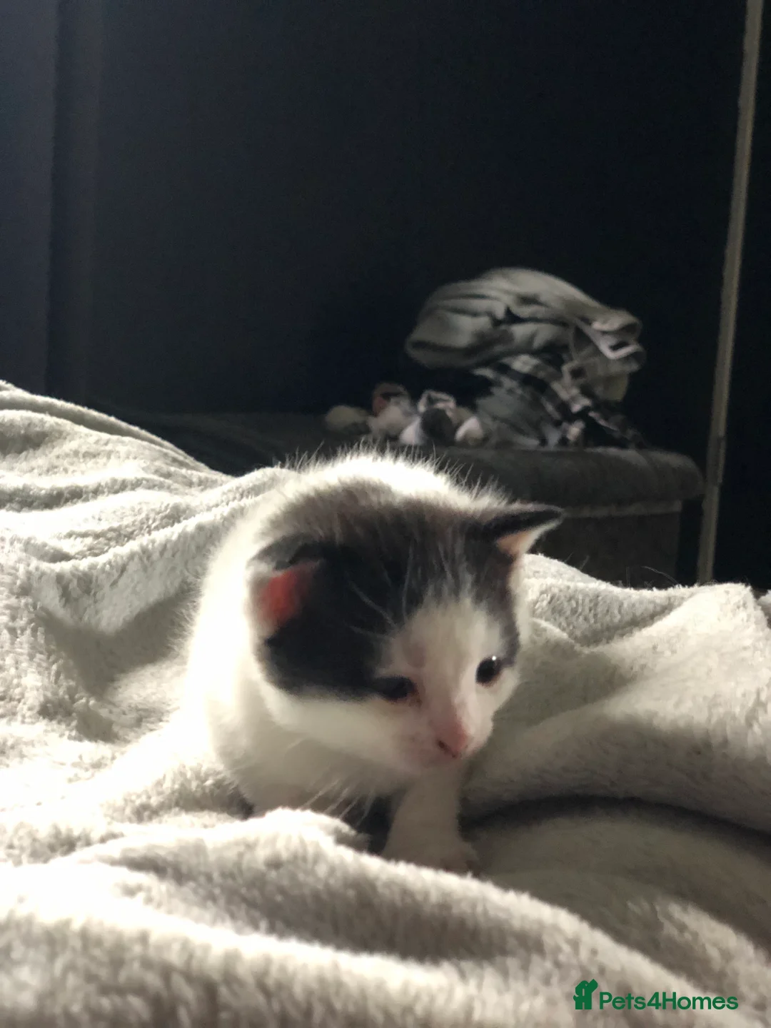 Mixed Breed cats for sale: Kittens for sale  - Advert 2