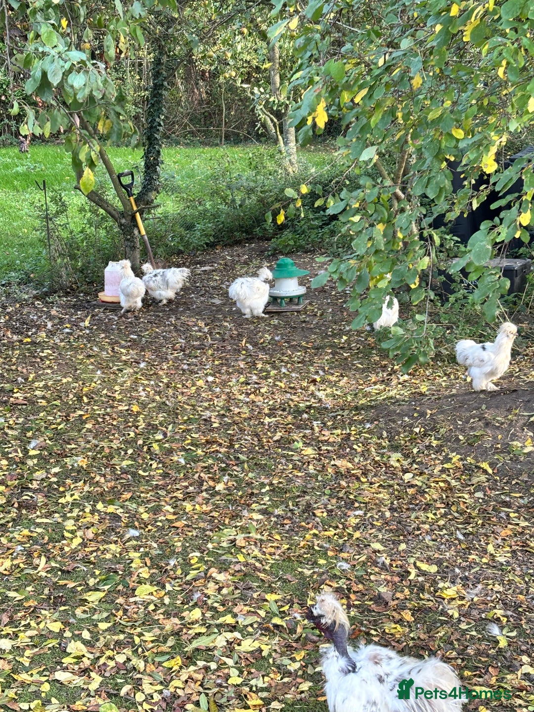 Chickens poultry for sale: Silkie Chickens - Image 3