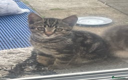 Domestic Shorthair cats for sale: Sweet tabby cat looking for a loving home - Image 5