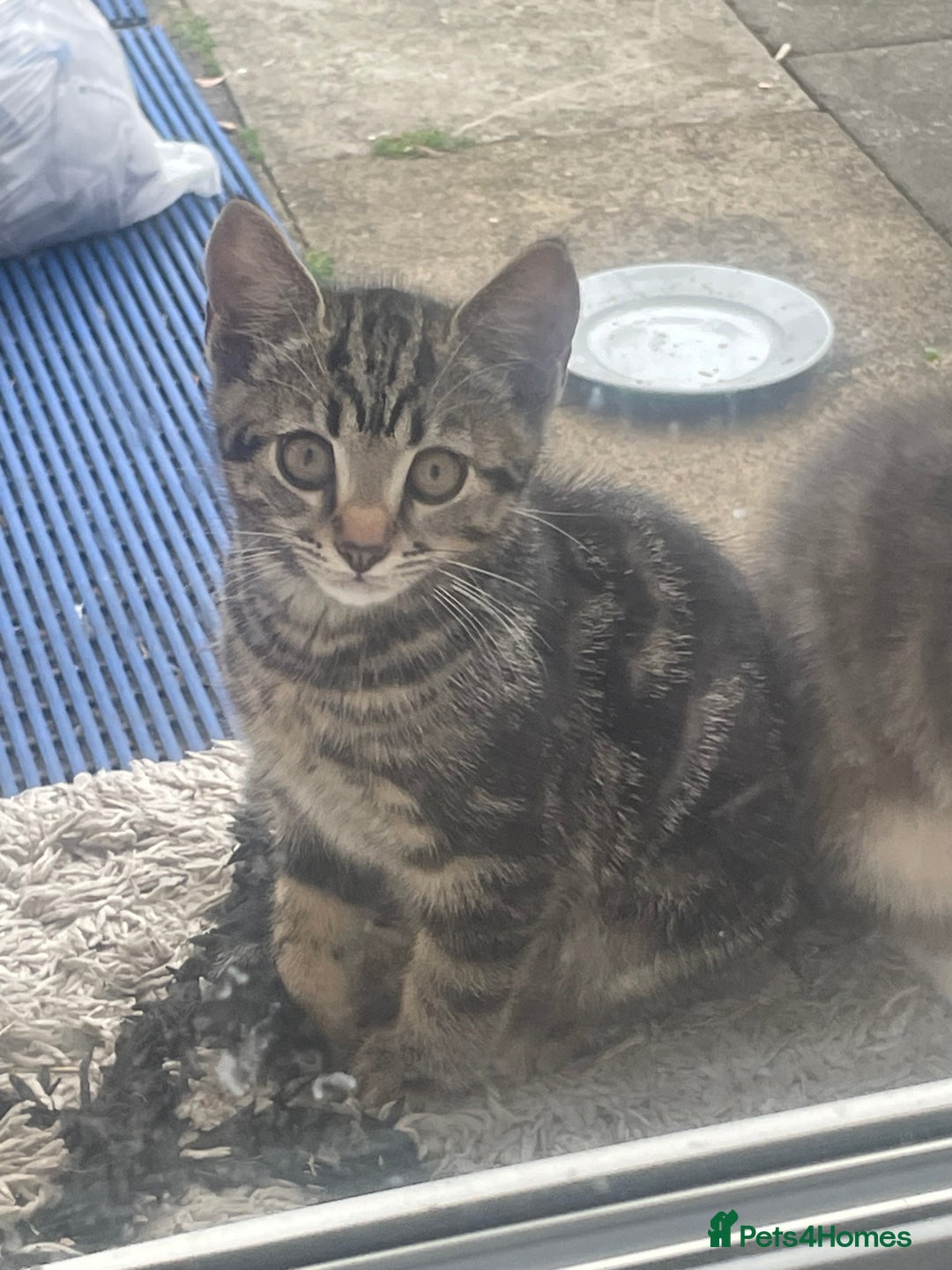 Domestic Shorthair cats for sale: Sweet tabby cat looking for a loving home - Image 5