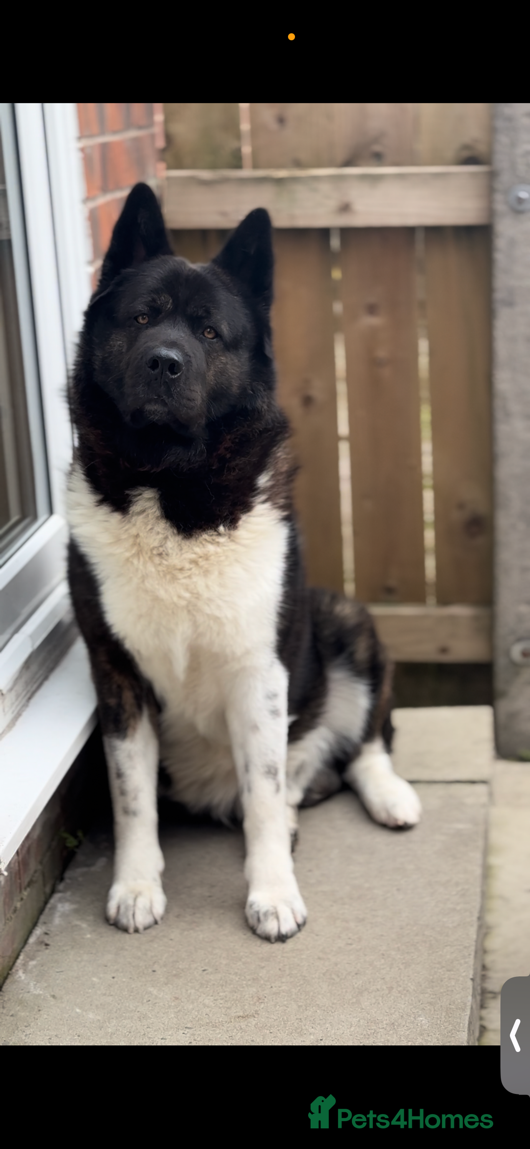 Mixed Breed dogs for sale: Akita German Shepherd for rehoming  - Image 2