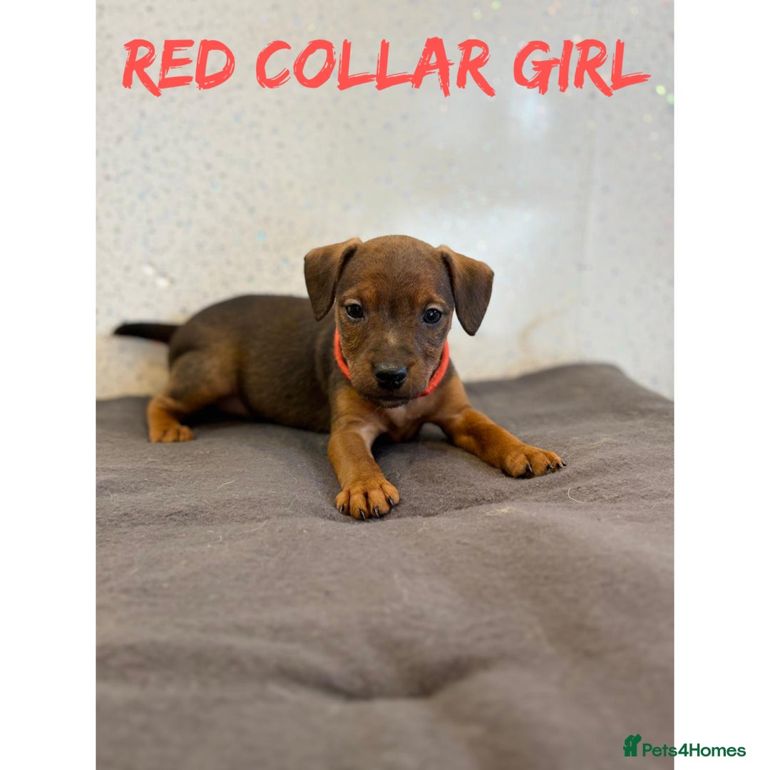 Lakeland Terrier dogs for sale: Lakeland terrier puppies  - Image 4