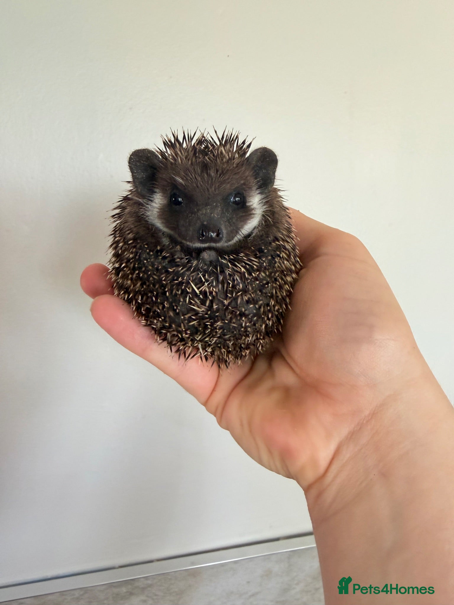 Pygmy Hedgehog rodents African Pygmy Hoglets - Advert 4