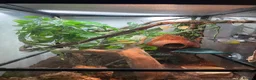 Gecko reptiles for sale: Full set up crested gecko. in Northwich - Advert 5