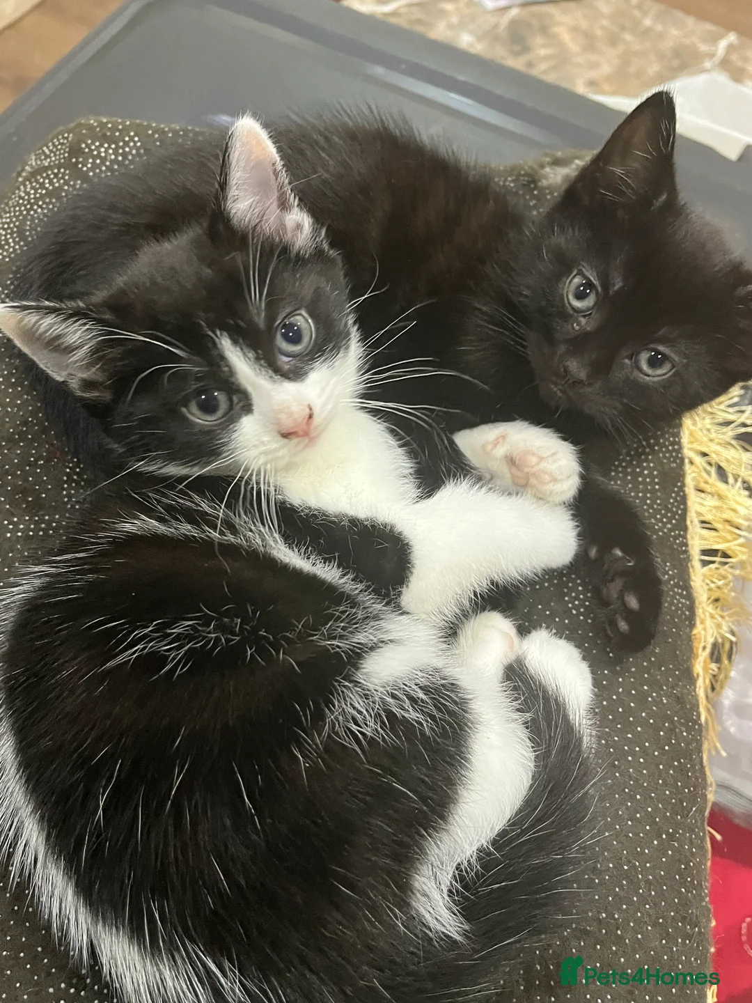 Mixed Breed cats for sale: 2 month old kittens ready for their forever homes  - Advert 5