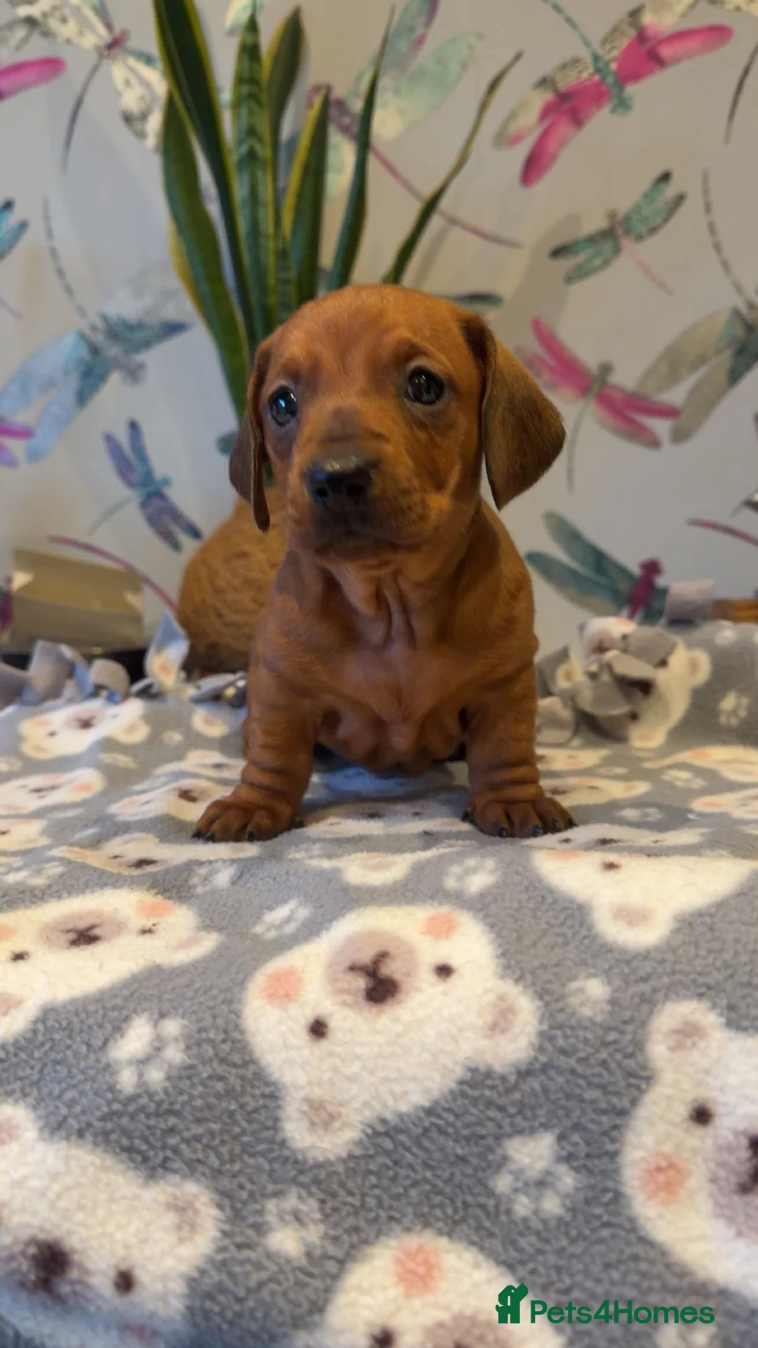 Miniature Dachshund dogs for sale: 1 girl left Ready to go,kc reg and pra clear - Advert 24