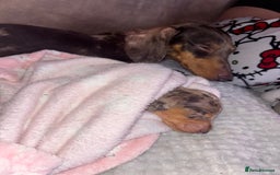Miniature Dachshund dogs for sale: Miniature dachshund puppies  - Image 5