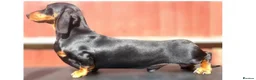 Miniature Dachshund dogs for sale: Superb 5 generation KC pedigree Mini Dachshunds 🐶 - Advert 7