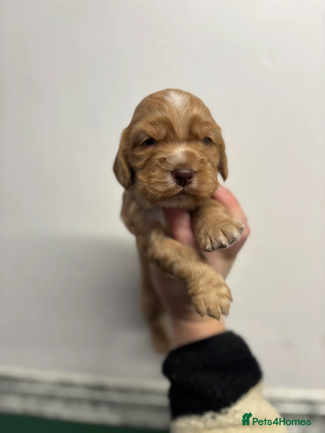 Cocker Spaniel dogs for sale: ✨ Cocker Spaniel Puppies ✨ - Advert 9