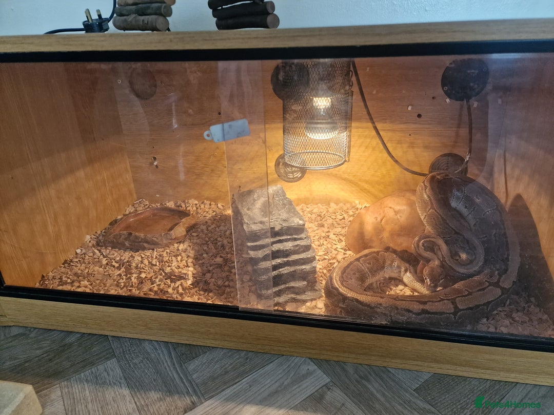 Python Snake reptiles for sale: Ball python - Image 3