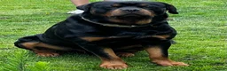 Rottweiler dogs for stud: KC registered Rottweiler Stud  in Welwyn Garden City - Advert 4