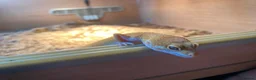 Leopard Gecko reptiles for sale: Juvenile leopard gecko in New Milton - Advert 3