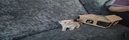 British Shorthair cats for sale: ☆☆ prestige chunky & fluffy, britsh shorthairs! ☆☆ - Advert 30
