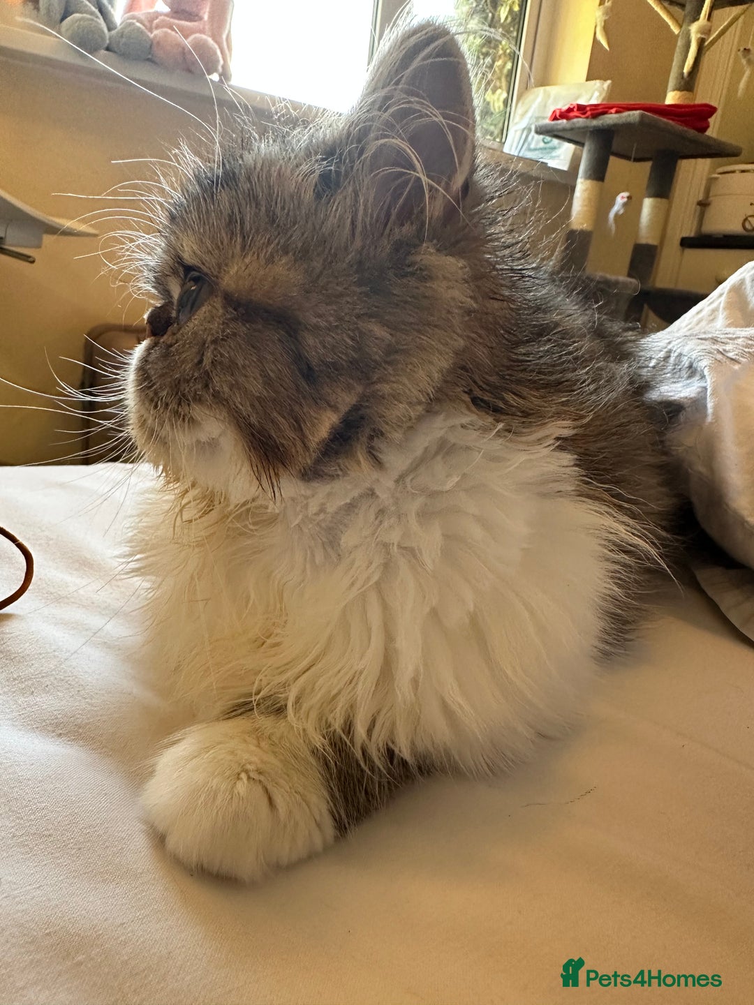 Persian cats for sale: Cute Lazy Persion Boy - Image 14