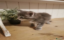 Maine Coon cats for sale: Full pedigree Maine Coon kittens for sale  - Advert 10