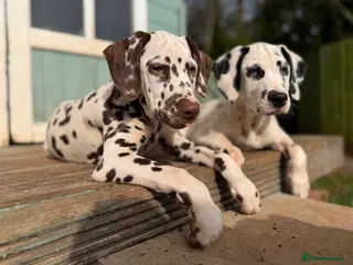 Dalmatian dogs KC Reg Dalmatian Puppies Black & Liver Ready Now - Advert 2