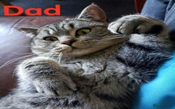 British Shorthair cats for sale: Ready now!! British shorthair kittens  - Image 20