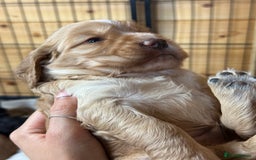 Cocker Spaniel dogs for sale: Cracking Pedigree Family Cocker Spaniel Puppys - Image 4