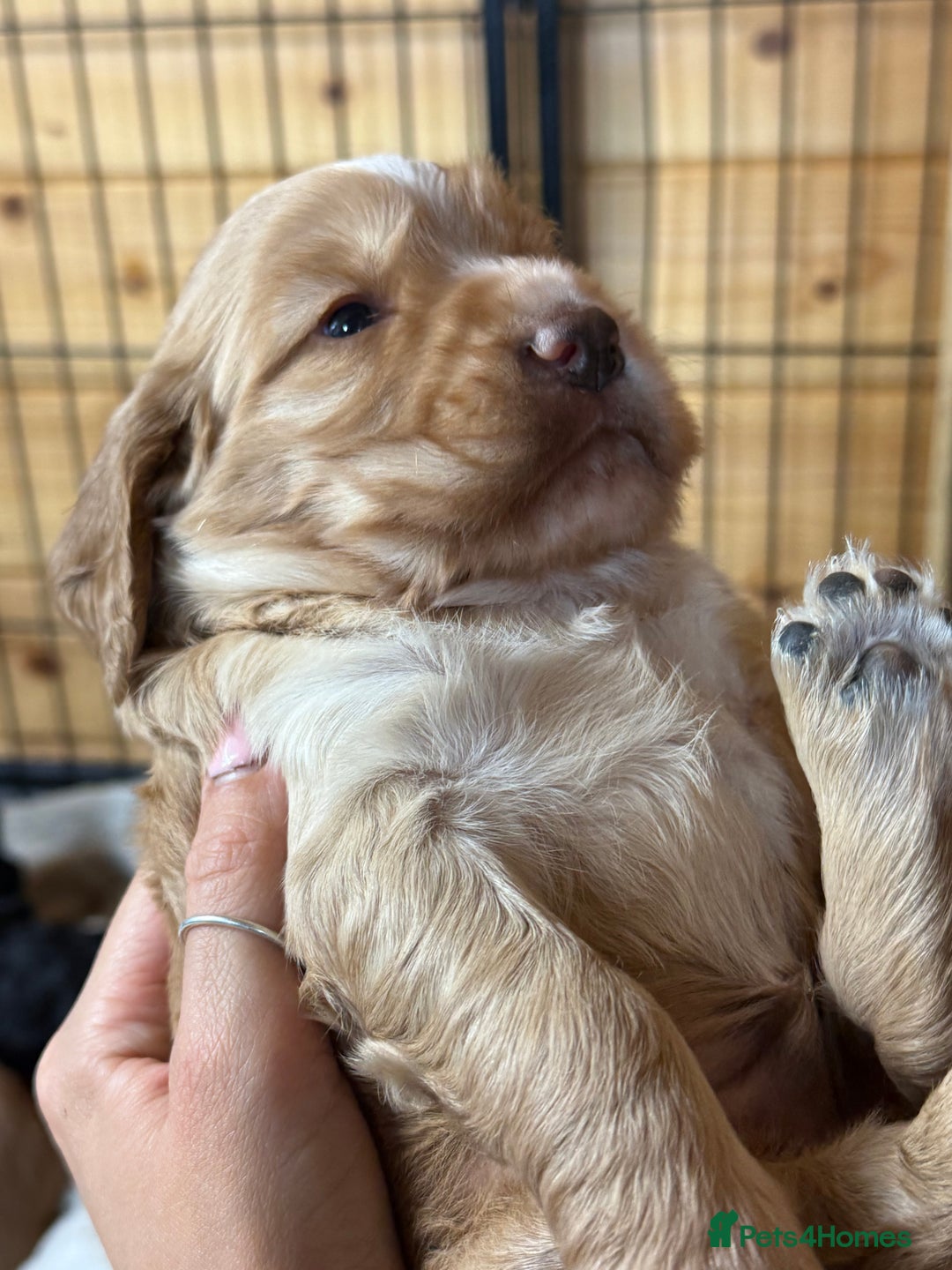 Cocker Spaniel dogs for sale: Cracking Pedigree Family Cocker Spaniel Puppys - Image 4