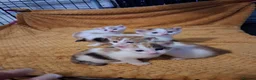 Mixed Breed cats for sale: 5 absoloutly stunning kittens  - Advert 4