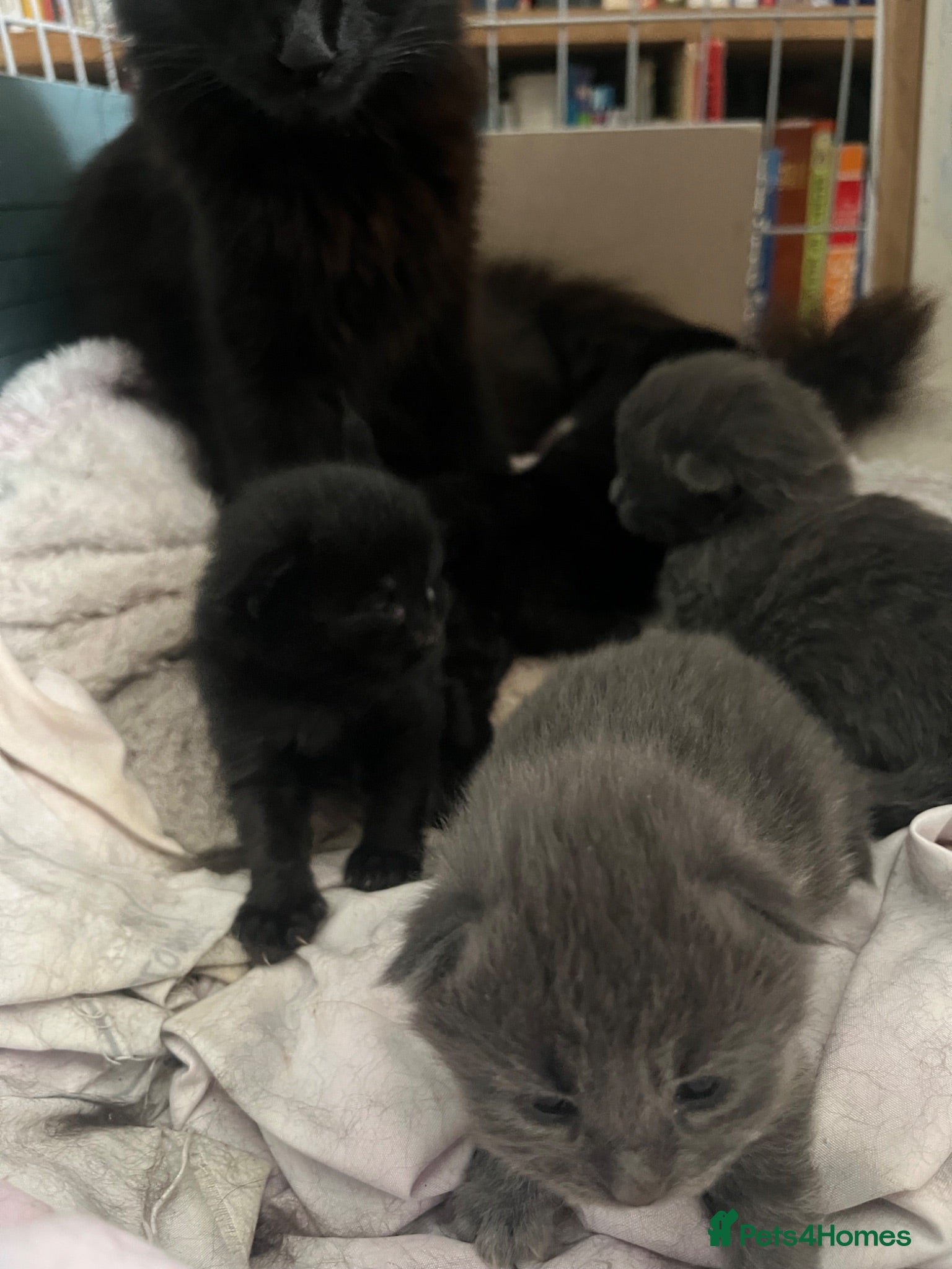 Mixed Breed cats Beautiful Bengal X kittens  - Advert 2