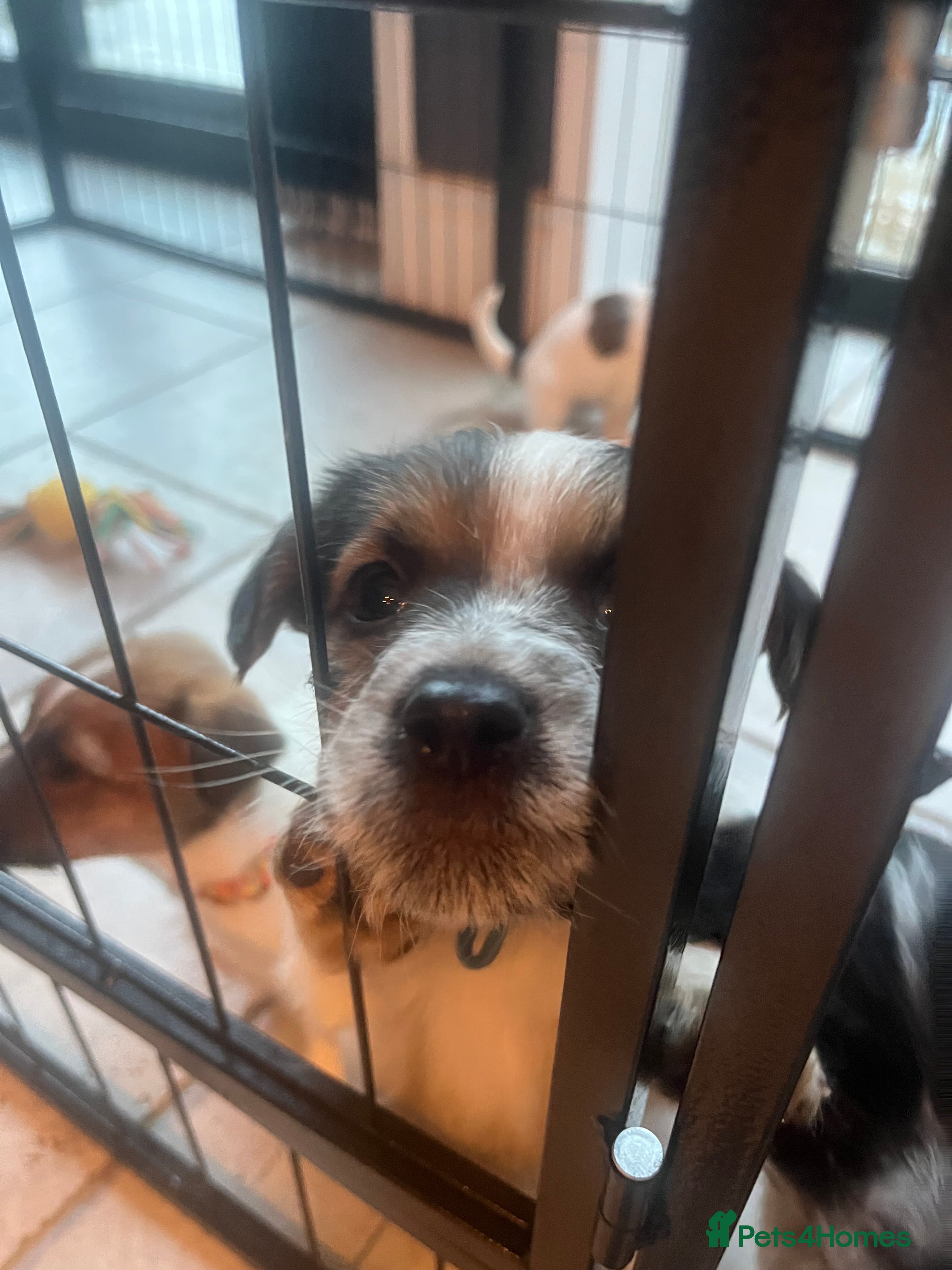 Parson Russell dogs Parsons Jack Cross Patterdale - Advert 1