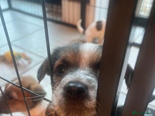 Parson Russell dogs Parsons Jack Cross Patterdale - Advert 2