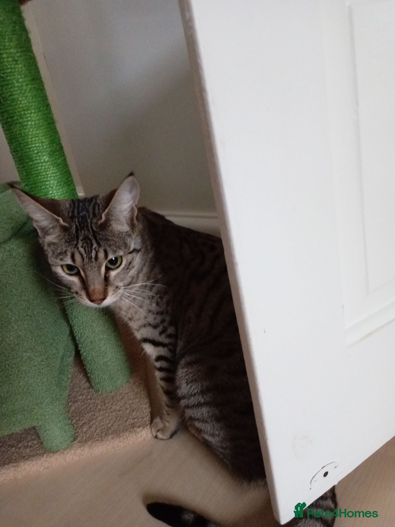 Savannah cats Pedigree F5 TICA Reg Savannah Girl Kitten - Advert 4