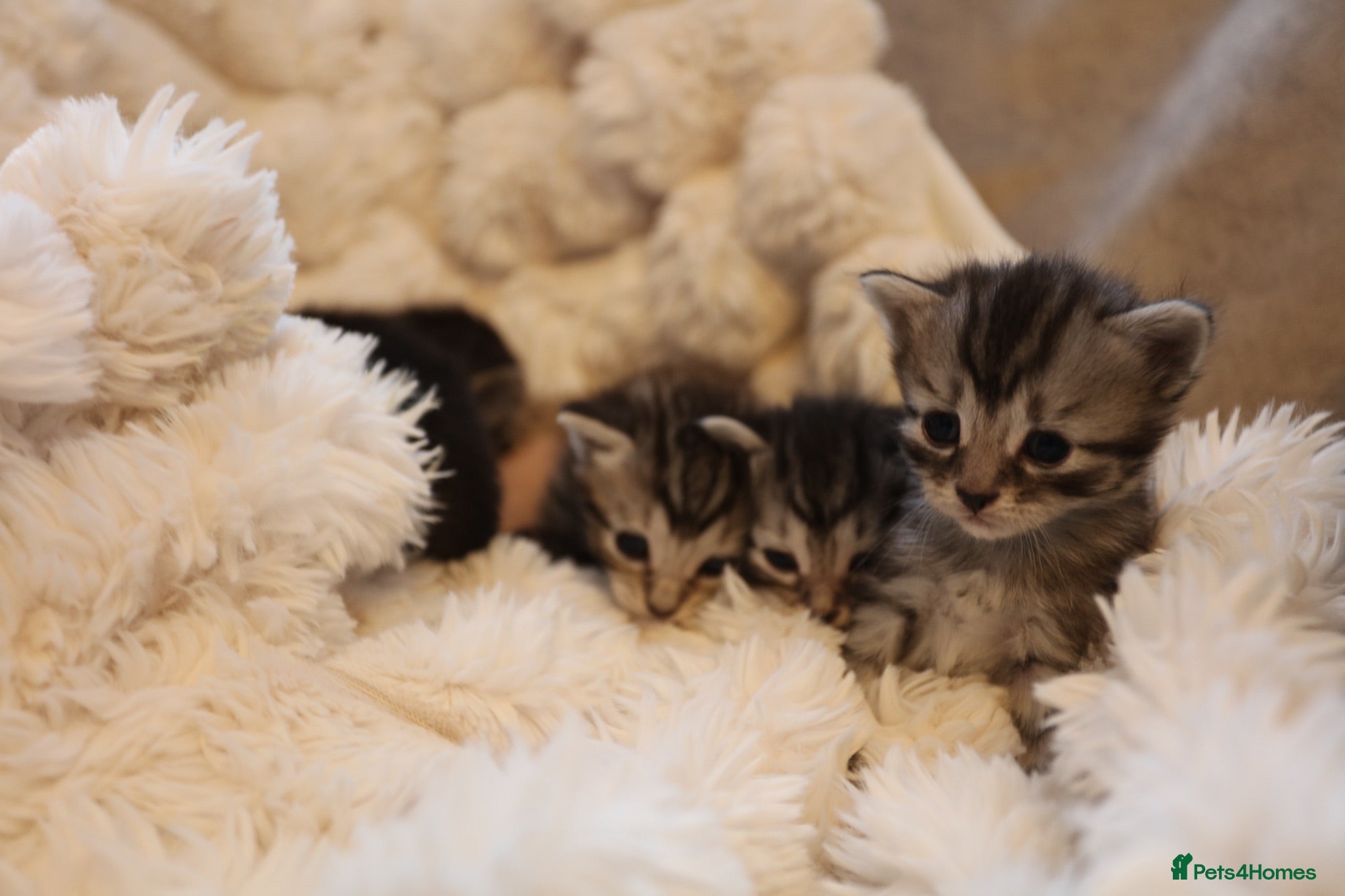 Mixed Breed cats Adorable mixed kittens for sale - Advert 2
