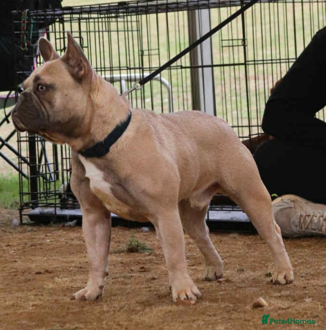 French Bulldog dogs for sale: French Bulldog Puppies For Sale  - Advert 2