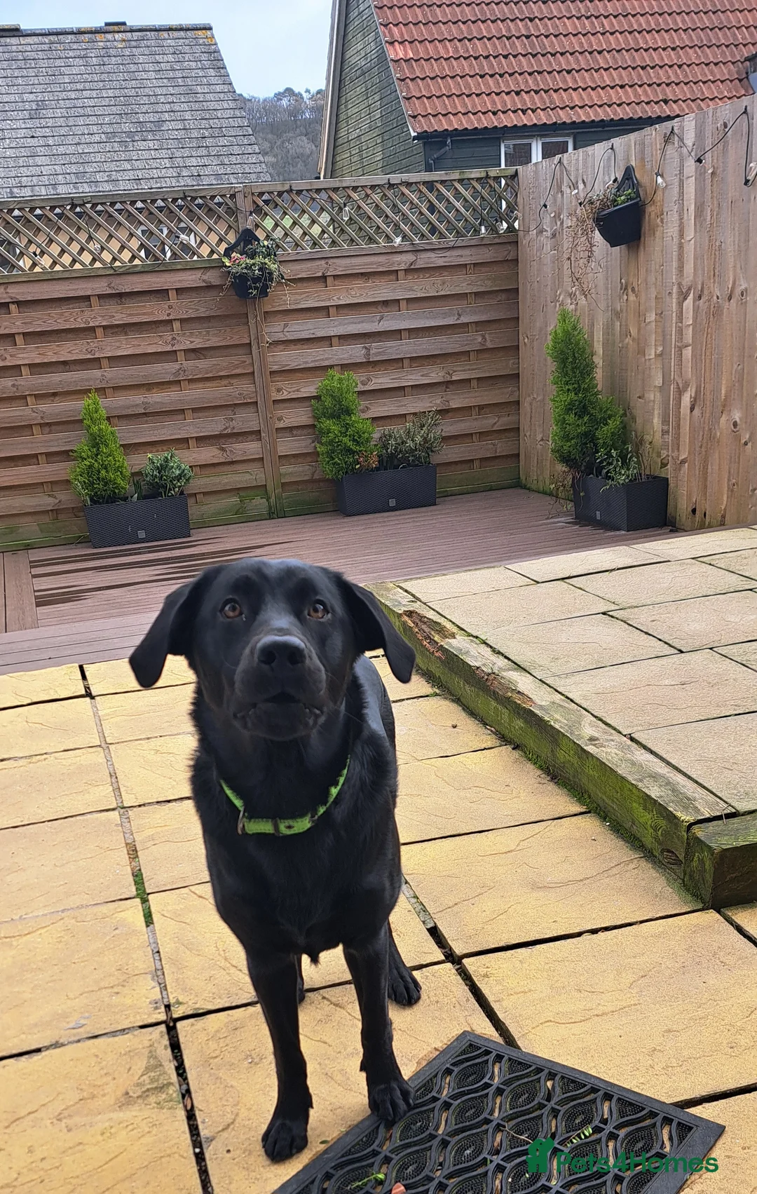 Labrador Retriever dogs for sale: Buzz 10 month old black Labrador  - Advert 2
