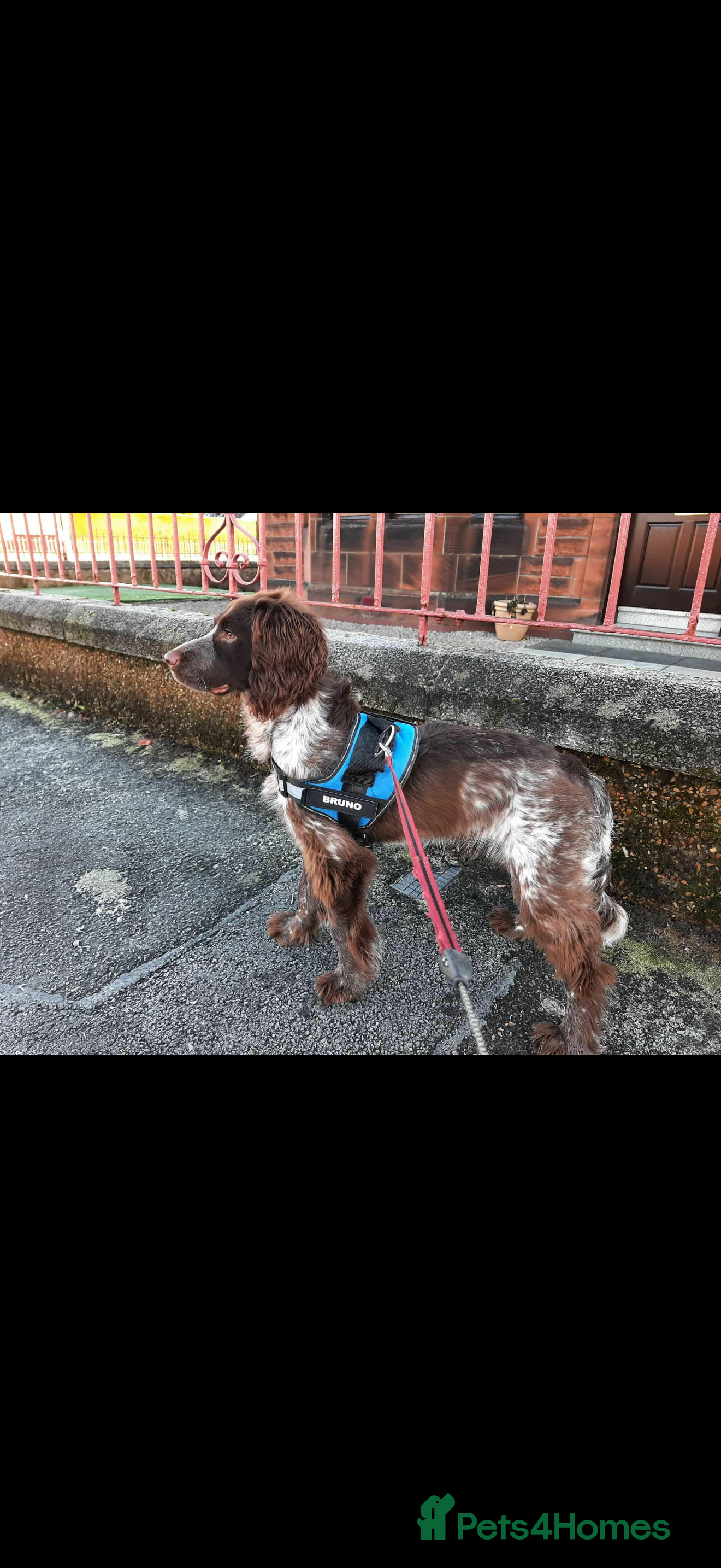 English Springer Spaniel dogs 10 month old springer spaniel  - Advert 14