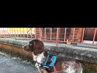 English Springer Spaniel dogs 10 month old springer spaniel - Advert 2