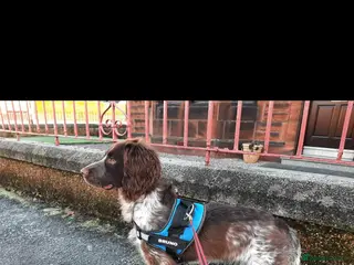 English Springer Spaniel dogs 10 month old springer spaniel - Advert 2