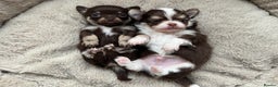 Chihuahua dogs for sale: READY 24th 🤎 Outstanding Chocolate Puppies 🧸🐻🤎 - Advert 3