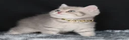 British Shorthair cats for sale: Registered Golden British Shorthaired kittens - Advert 5