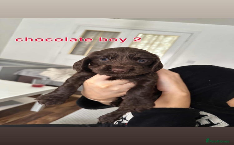 Cocker Spaniel dogs - Advert 16