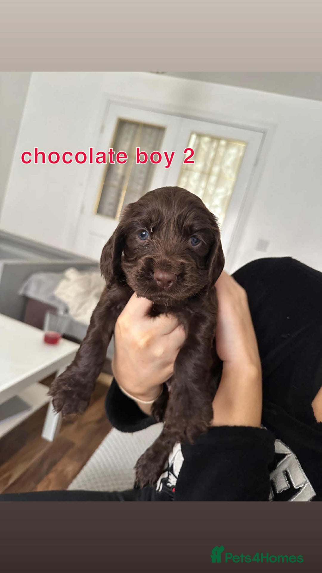 Cocker Spaniel dogs for sale: Cocker spaniel puppy  - Image 1