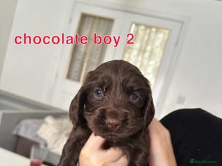 Cocker Spaniel dogs - Advert 27