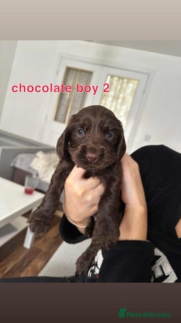 Cocker Spaniel dogs - Advert 1
