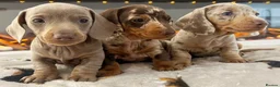 Miniature Dachshund dogs for stud: ISABELLA AND TAN DAPPLE DACHSHUND  in Sunderland - Advert 20