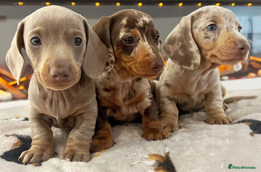 Miniature Dachshund dogs for stud: ISABELLA AND TAN DAPPLE DACHSHUND  in Sunderland - Advert 20