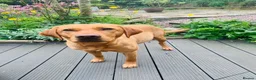 Labrador Retriever dogs for sale: KC REG FOX RED LABRADOR PUPPIES - Advert 3